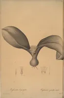 An illustration from Les liliacées (1805)