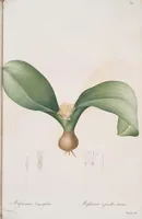 An illustration from Les liliacées (1805)