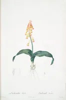 Picture 4 of 960 from Les liliacées (1805), leaf 4