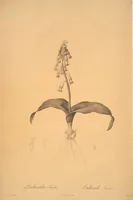 Picture 5 of 960 from Les liliacées (1805), leaf 4
