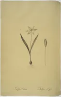 Picture 76 of 960 from Les liliacées (1805), leaf 40