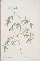 An illustration from Les liliacées (1805)