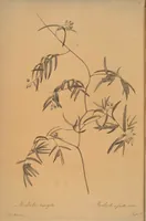 An illustration from Les liliacées (1805)