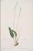 An illustration from Les liliacées (1805)