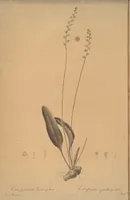 An illustration from Les liliacées (1805)
