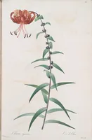 An illustration from Les liliacées (1805)