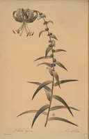 An illustration from Les liliacées (1805)
