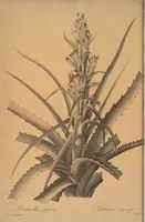 An illustration from Les liliacées (1805)