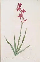 An illustration from Les liliacées (1805)