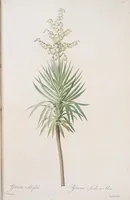 An illustration from Les liliacées (1805)