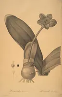 Picture 77 of 960 from Les liliacées (1805), leaf 41
