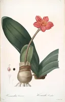 Picture 78 of 960 from Les liliacées (1805), leaf 41