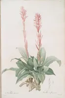 An illustration from Les liliacées (1805)