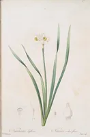 An illustration from Les liliacées (1805)