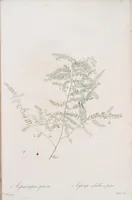 An illustration from Les liliacées (1805)