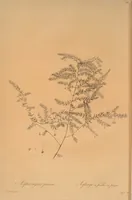 An illustration from Les liliacées (1805)