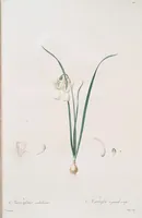 An illustration from Les liliacées (1805)