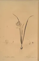 An illustration from Les liliacées (1805)