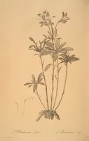 Picture 79 of 960 from Les liliacées (1805), leaf 42