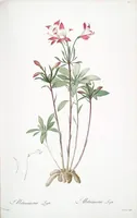 Picture 80 of 960 from Les liliacées (1805), leaf 42