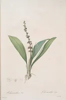 An illustration from Les liliacées (1805)