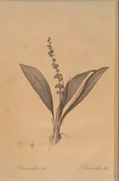 An illustration from Les liliacées (1805)
