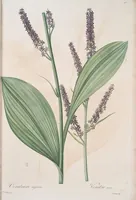 An illustration from Les liliacées (1805)