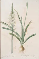 An illustration from Les liliacées (1805)