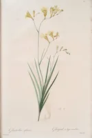 An illustration from Les liliacées (1805)