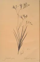 An illustration from Les liliacées (1805)