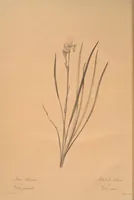 An illustration from Les liliacées (1805)