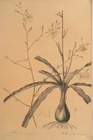 An illustration from Les liliacées (1805)