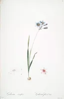 Picture 81 of 960 from Les liliacées (1805), leaf 43