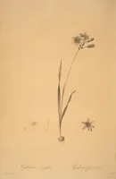 Picture 82 of 960 from Les liliacées (1805), leaf 43