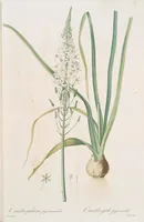 An illustration from Les liliacées (1805)