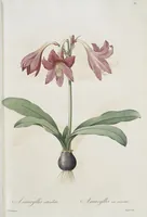 An illustration from Les liliacées (1805)