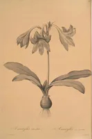 An illustration from Les liliacées (1805)