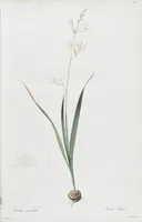 An illustration from Les liliacées (1805)
