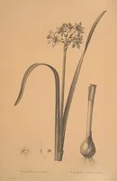 An illustration from Les liliacées (1805)