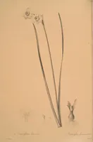 An illustration from Les liliacées (1805)