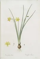 An illustration from Les liliacées (1805)