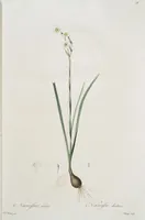An illustration from Les liliacées (1805)