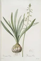 An illustration from Les liliacées (1805)