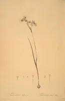 Picture 83 of 960 from Les liliacées (1805), leaf 44