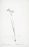 Picture 84 of 960 from Les liliacées (1805), leaf 44
