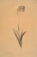 An illustration from Les liliacées (1805)