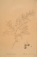 An illustration from Les liliacées (1805)