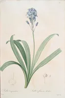 An illustration from Les liliacées (1805)