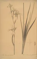 An illustration from Les liliacées (1805)