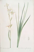 An illustration from Les liliacées (1805)